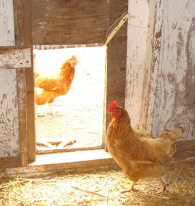 Chickens enjoying their door